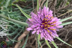 Tragopogon porrifolius